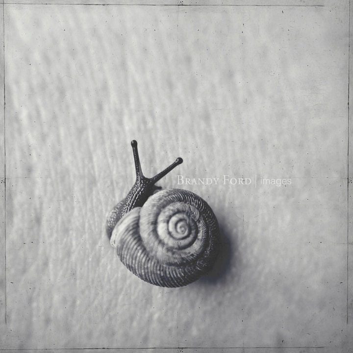 Snail Photo, B&W, Land Snail, Spiral, Black and White, Nature, 5x5 Fine Art Print, Fpoe - BitsofLifeImages