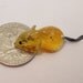 Amber mouse