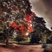 Red colors of autumn, surreal photo, red trees, forest, print you can frame for your wall