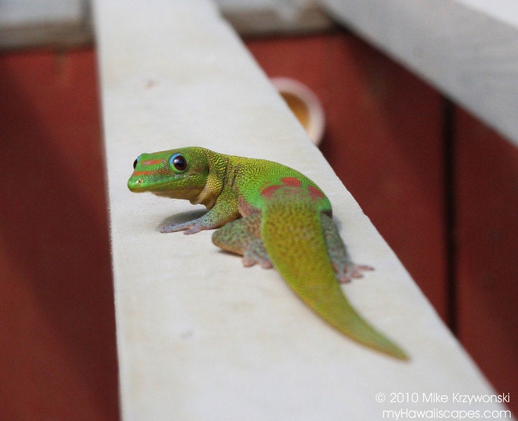 Beautiful Madagascar Gold Dust Gecko in Hawaii
