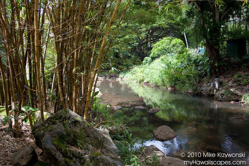 Bamboo Along the Waimea River on the North Shore of Oahu in Hawaii