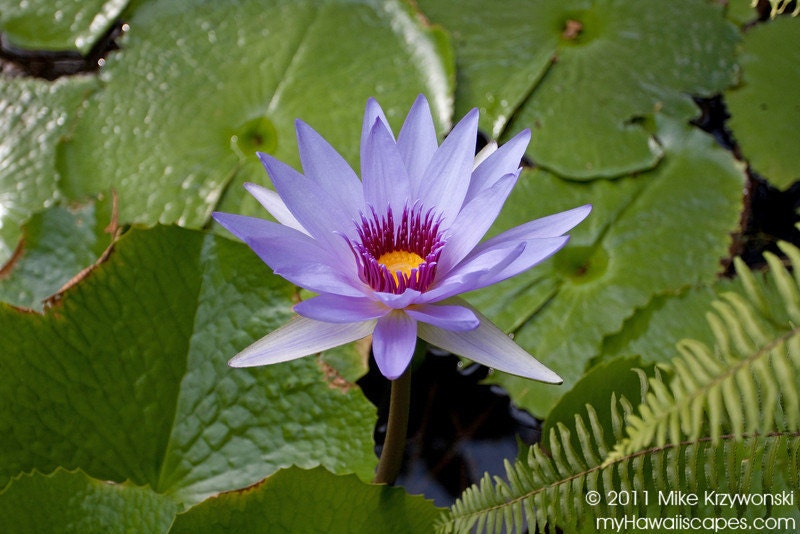 Panama Pacific Water Lily in Hawaii
