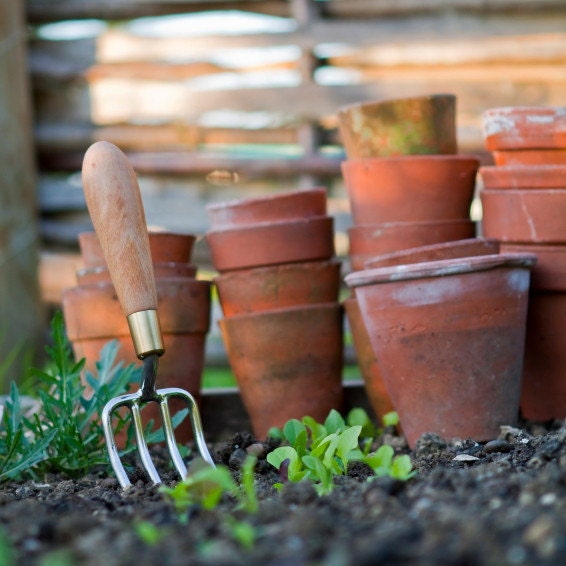 organic garden seeds, 6 organic heirloom seed packs of your choice