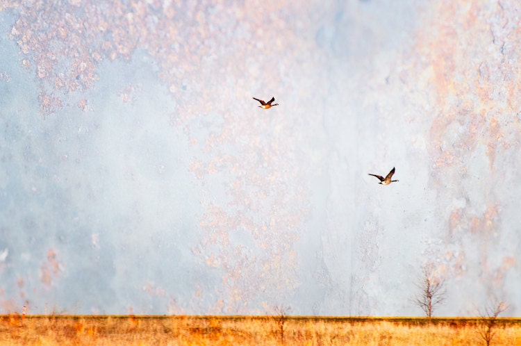 Canadian Geese - Prairie Art, Textured Contemporary Fine Art Photography Print