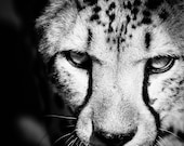 Print of the Month - Cheetah Wildlife Decor - Monochrome Wall Decor Black and White Fine Art Animal Photography