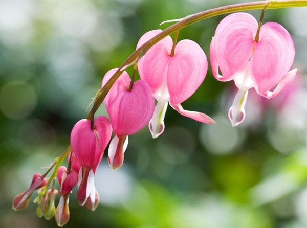 Be Still My Bleeding Heart