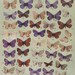 Vintage Insect Print to Frame, 1942 Butterflies, Antique 50 to 75 Years Old, Natural History Book Plate LXVI