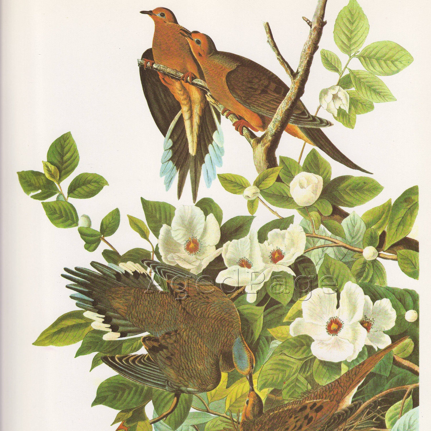 Vintage Bird Print, Audubon Book Illustration, Mourning Dove, Vertical