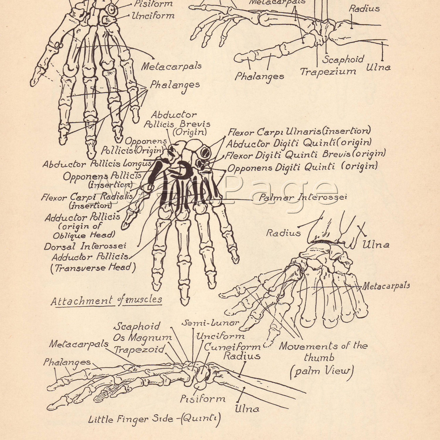 Anatomy Vintage