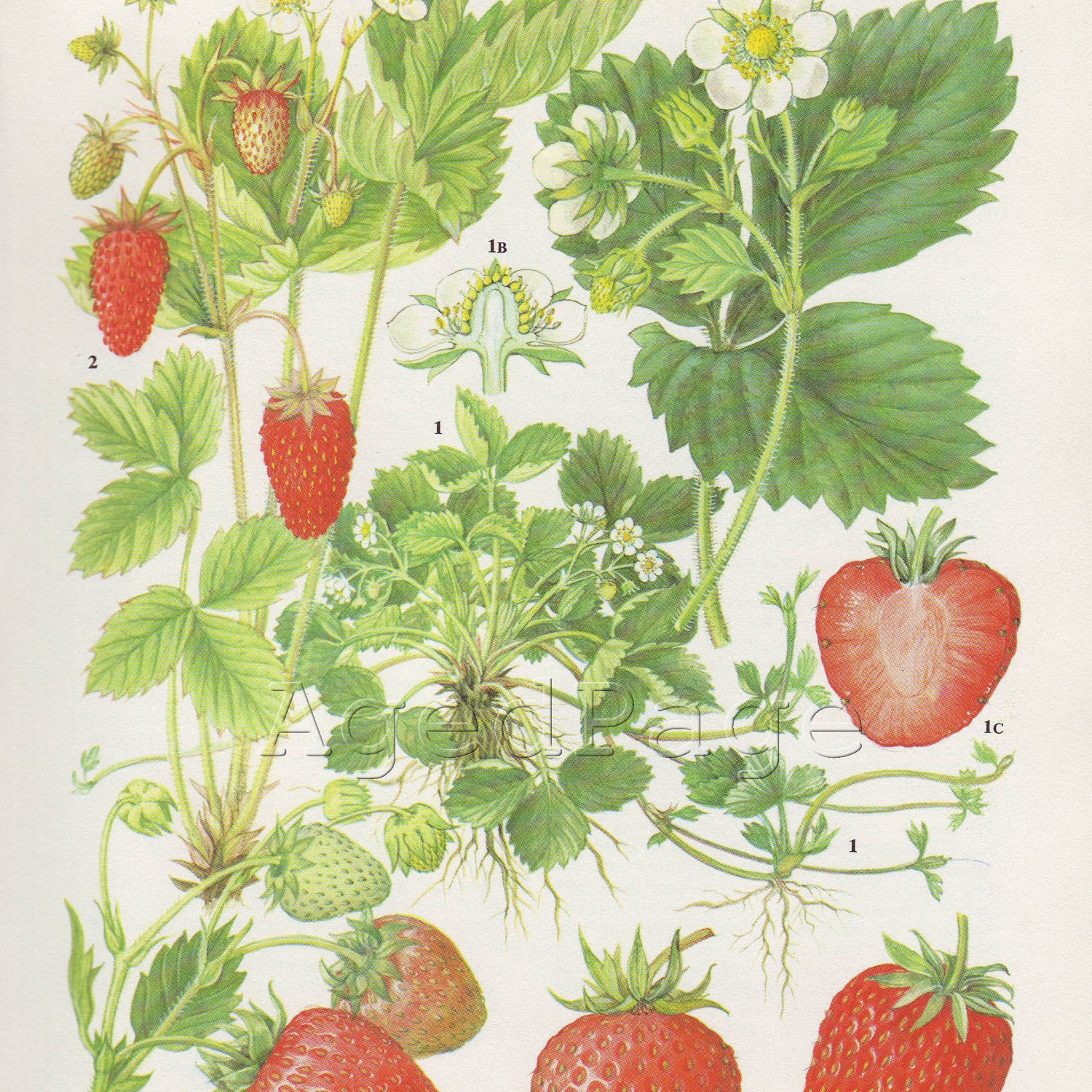 Vintage Botanical Print Fruit Illustration Book Art to by AgedPage