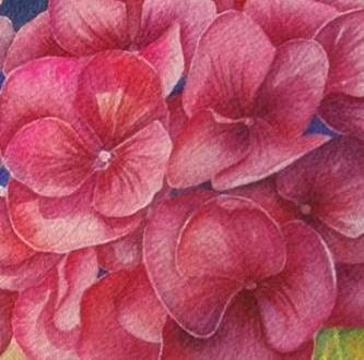 Pink Perfection, Matted Giclee' Print of Watercolor
