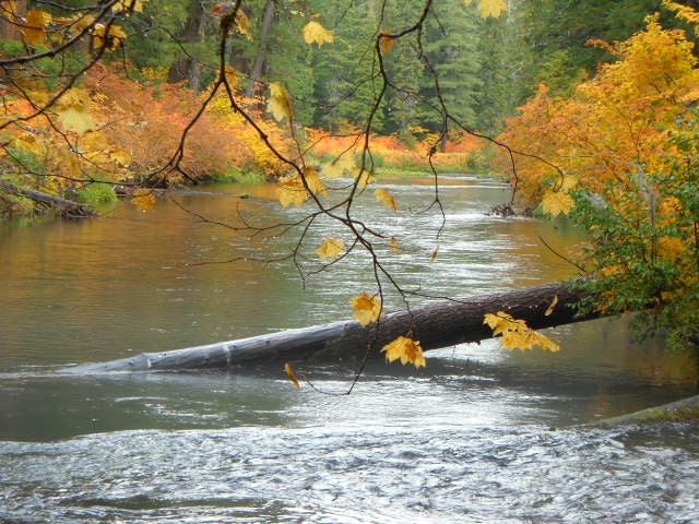 Quiet Places 9 in a series Original 8x10 Nature photo