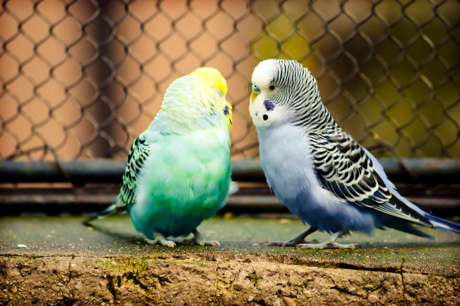 Colorful Love Birds