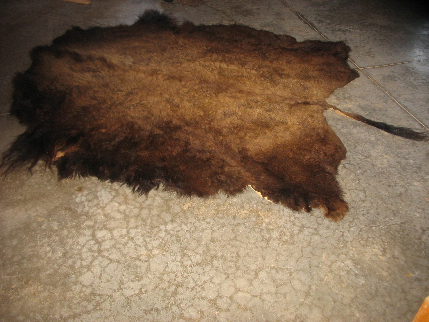 Taxidermy large Tanned buffalo bison hide soft by taxidermyjim