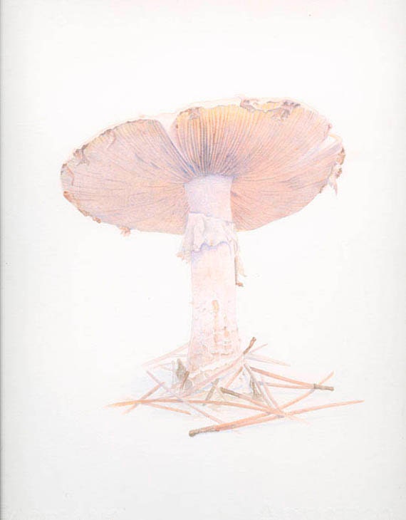 Amanita Mushroom, 5 x 7 Gicleé Print of Original Watercolor by Lore Ruttan.