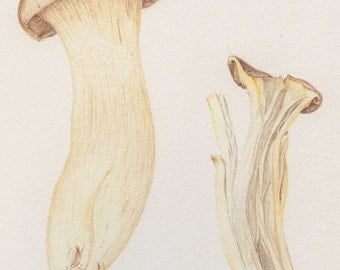 French Horn Mushroom, 5 x 7 Giclée Print of Original Colored Pencil Drawing by Lore Ruttan