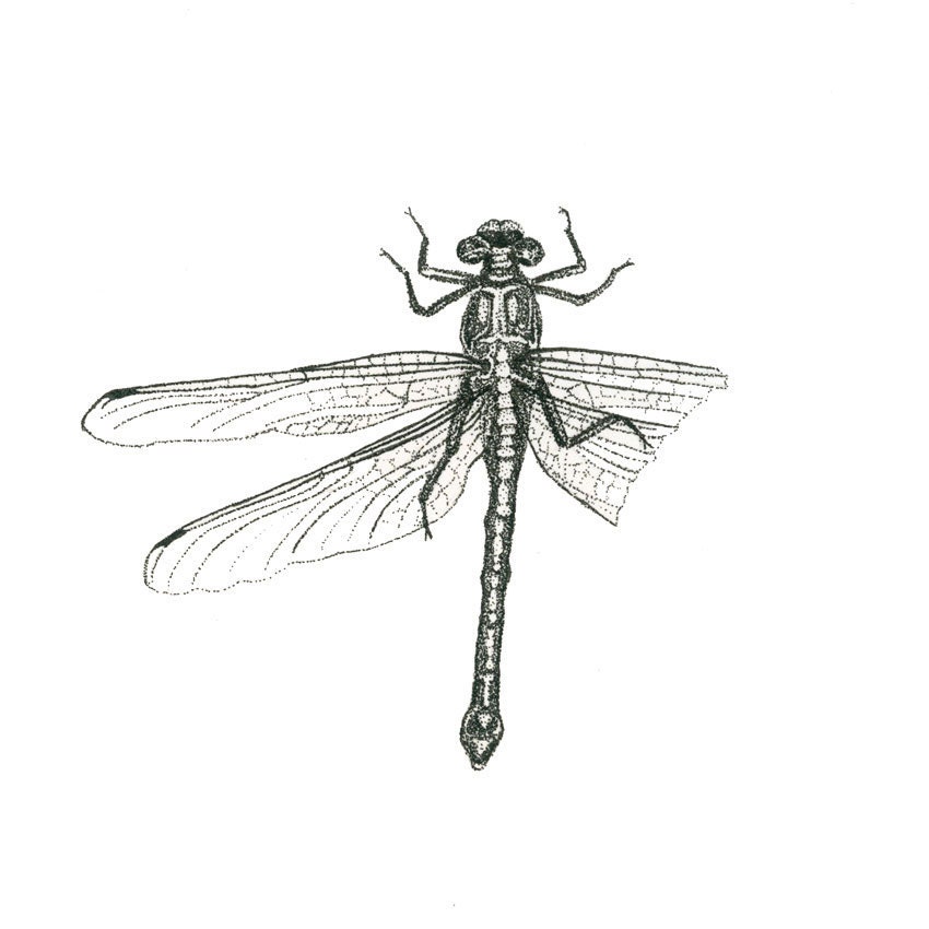 Dragonfly, 5 x 7 Giclée print of original pen and ink drawing by Lore Ruttan