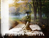 The Forest