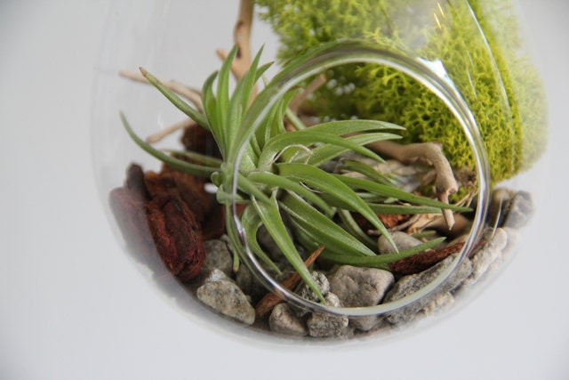 Hanging Teardrop Tillandsia Terrarium - Rustic