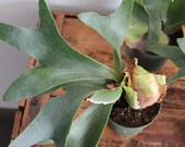 Staghorn Fern