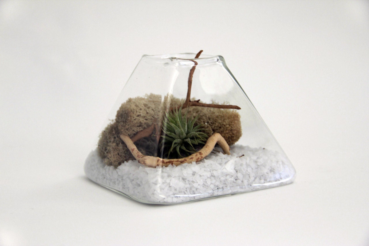 Pyramid Tillandsia Terrarium - Ivory/White