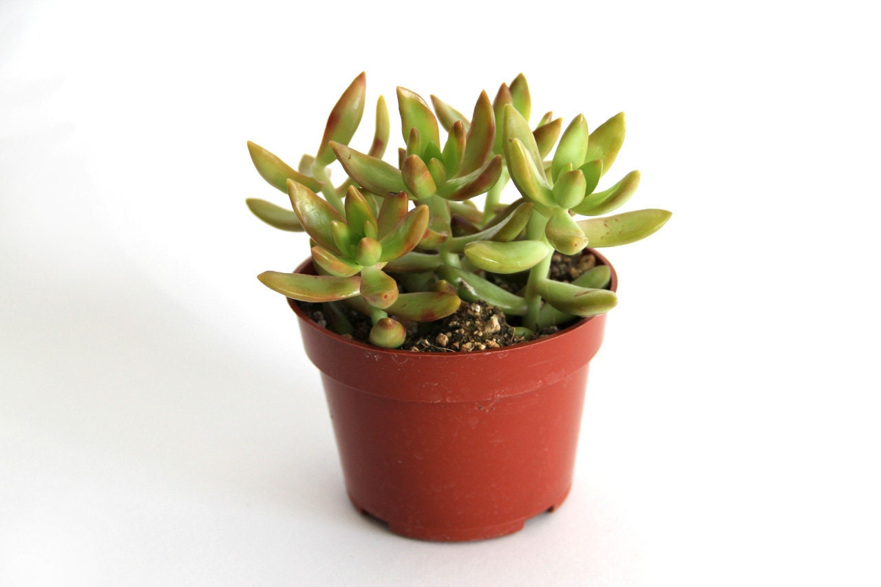 Sedum Nussbaumerianum