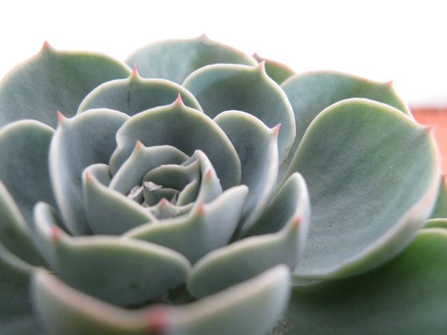 Echeveria Blue Rose