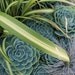 Echeveria Blue Rose