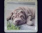 Shar Pei Coaster