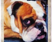 English Bulldog Coaster II