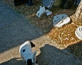 Surreal Fine Art Photography Animal Pet Dog, - Doggone 8x10