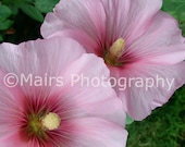 Old-Fashioned Pink Hollyhocks Fine Art Photography. Original Photograph signed matted 5x7 print