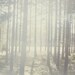 Retro colored photo - 8x10 inches on a archival matte paper. Creamy color, white, yellow, sweden.