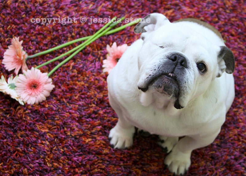 Special Needs English Bulldog Photo - Featured in American Dog Magazine - Piper The Painting Bulldog - Dog Photo - Pet Photography - 5x7