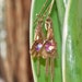 For Mom, Spring Flower-Floral-Tulip Earrings, Vintage Austrian AB-Aurora Borealis Chain Dangle, Vintage Repurposed Artisan Design
