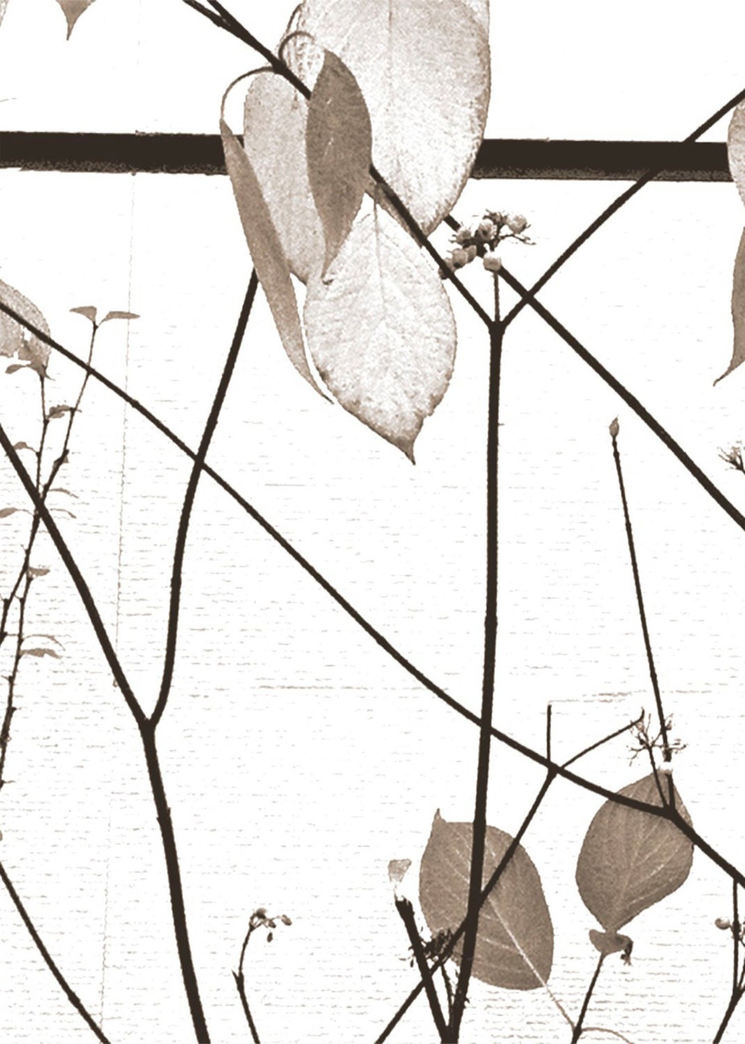 Leaves Black White 5x7 Photography Print