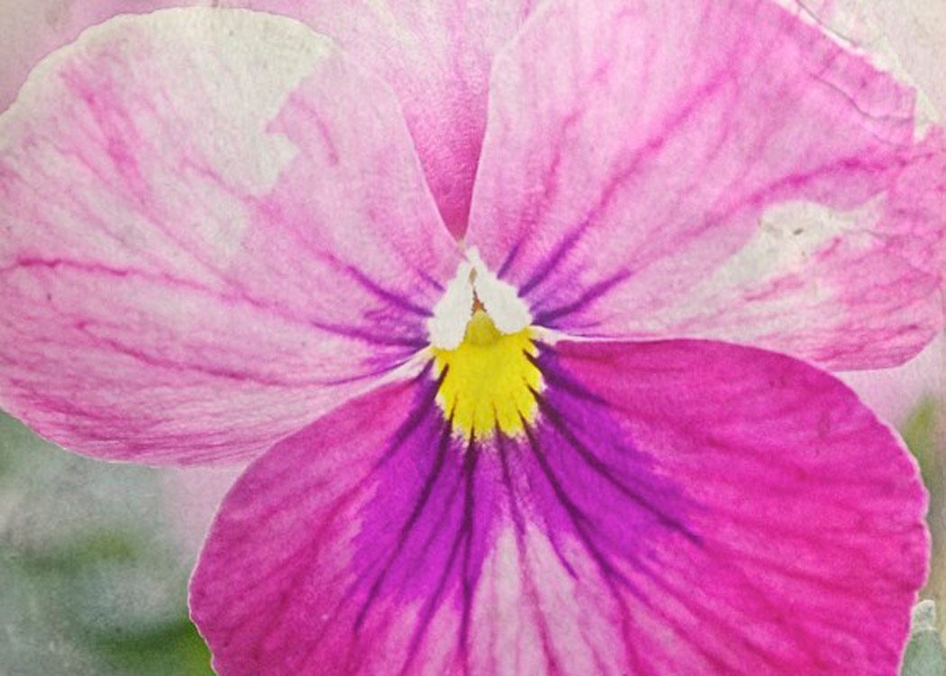 ACEO Pink Purple Pansy Nature Spring Photography Print