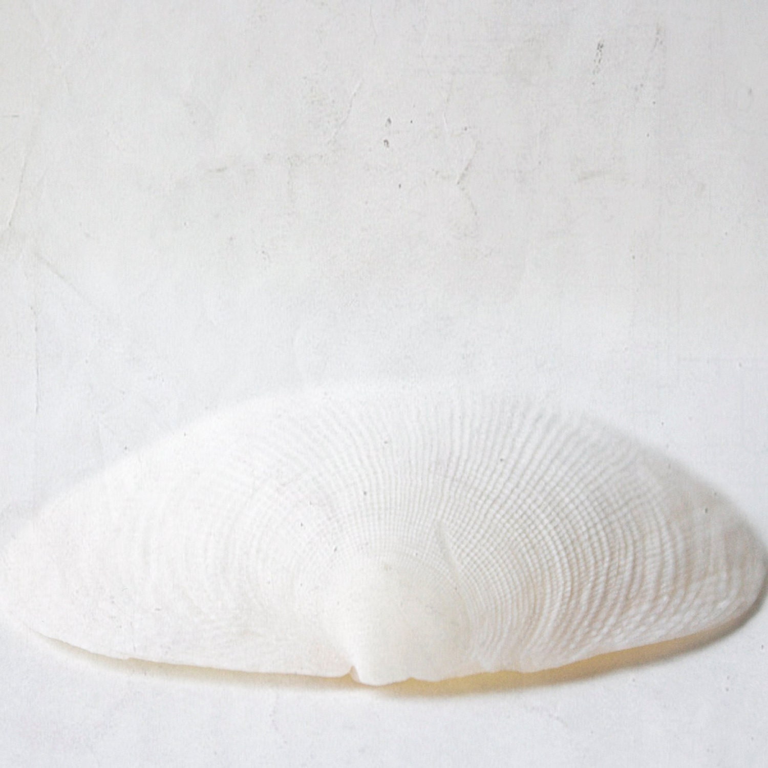Seashell White Dreamy Sand Beige 8x8 Photography Print