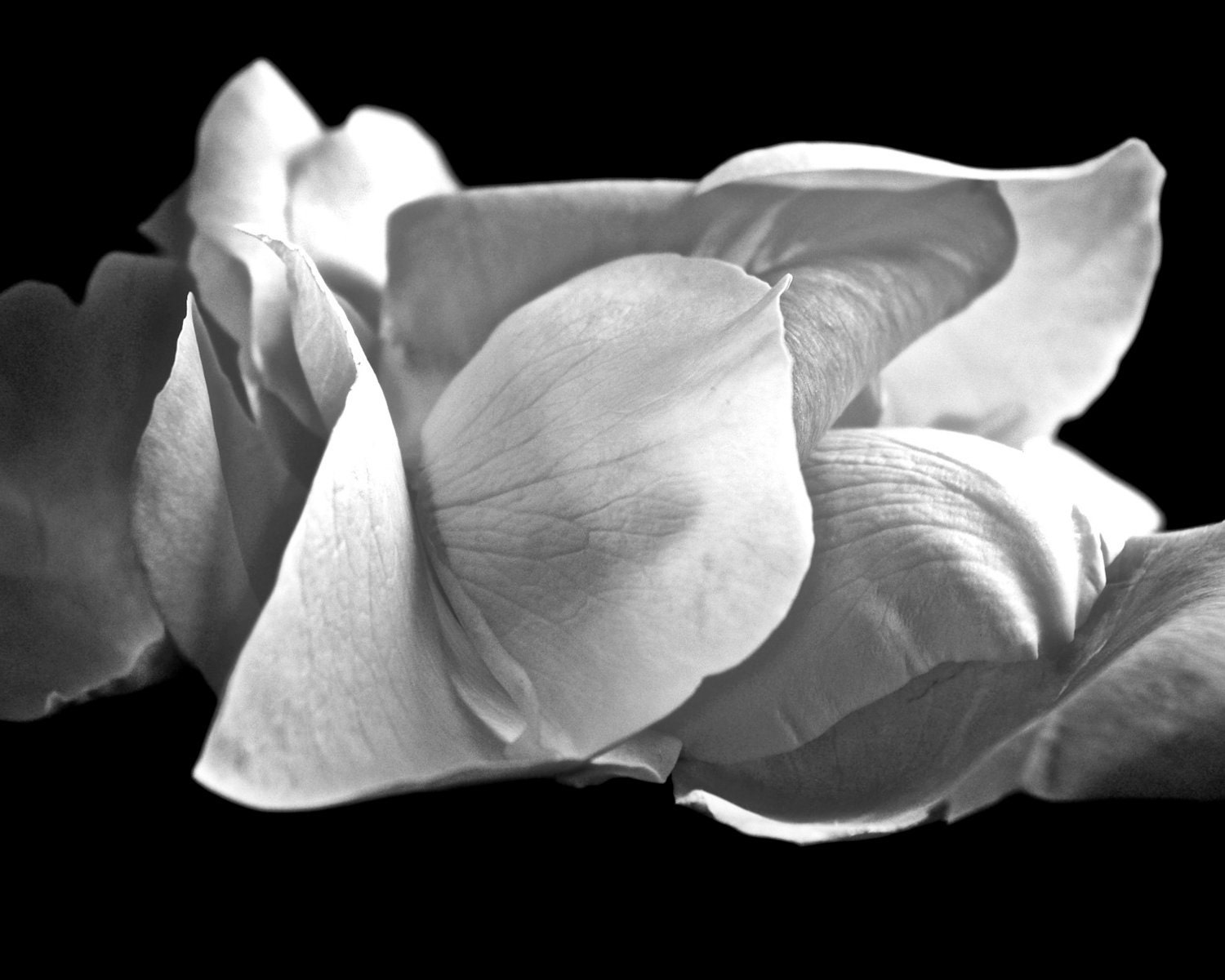Rose Petals Black and White 8x10 Fine Art Photography Print