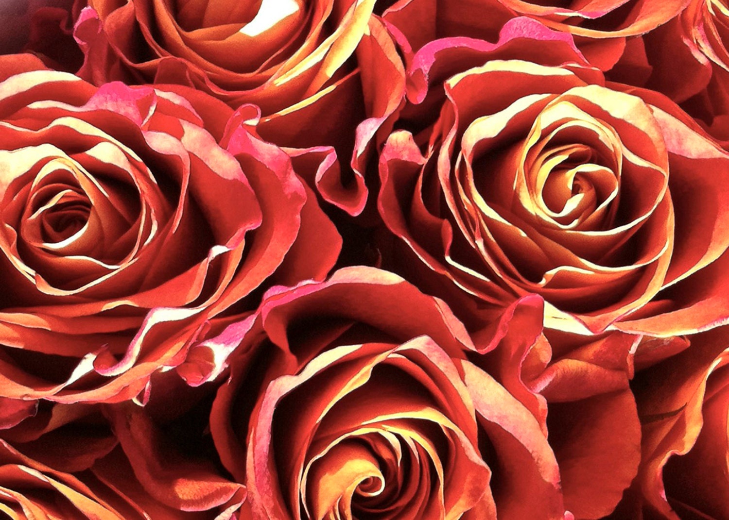 Red Orange Rose Yellow Abstract Warm Color Flower 5x7 Photography Print