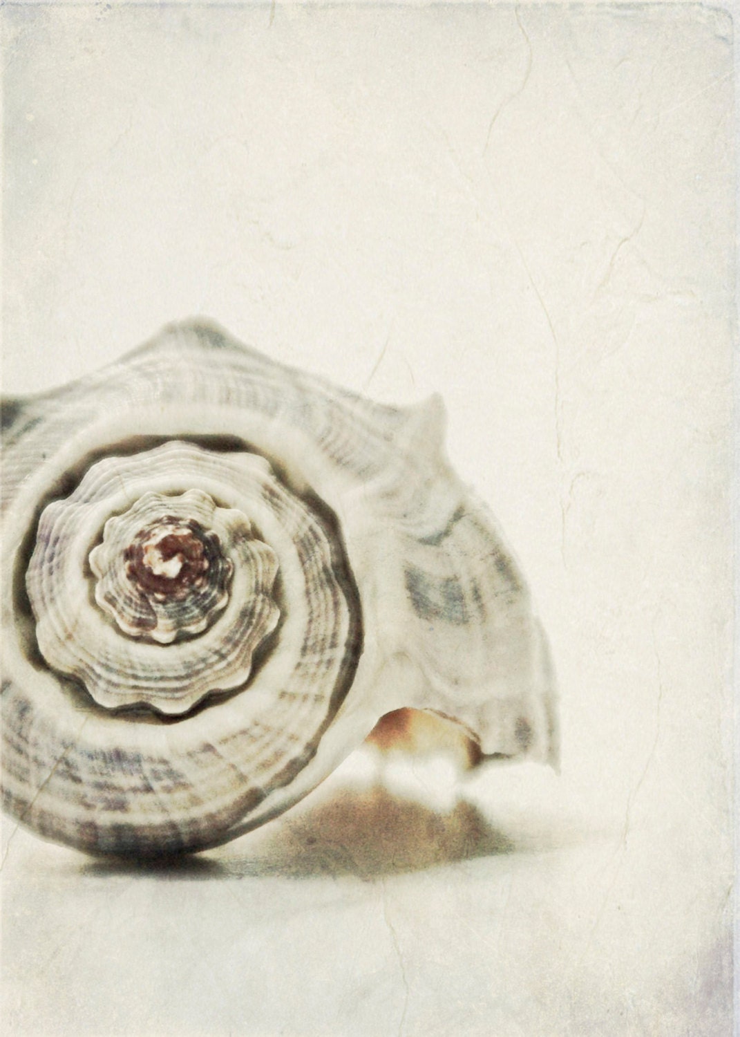 Seashell Stripes Tan Beige Sand Beach Blue Dreamy Shabby Chic 5x7 Photography Print