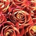 Red Orange Rose Yellow Abstract Warm Color Flower 4x4 Photography Greeting Card