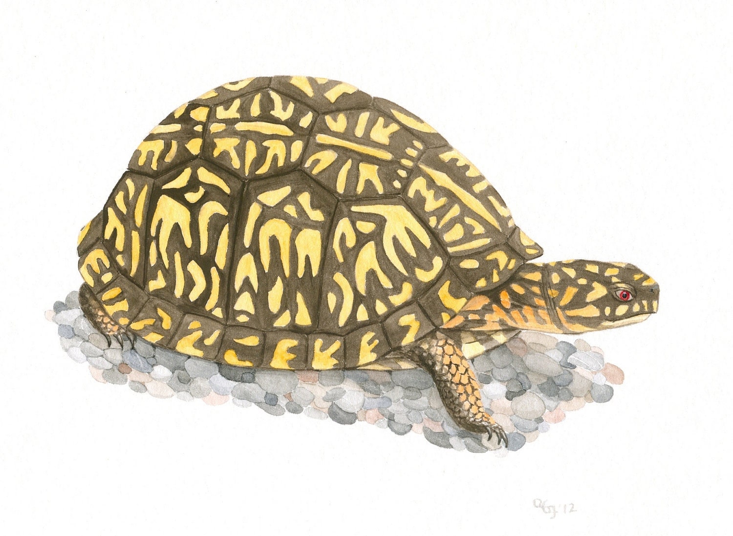 Original Turtle Painting, Nature Art, Box Turtle Painting, Wildlife Illustration, Original Turtle Art, Brown and Yellow Art, Gouache, 8X10