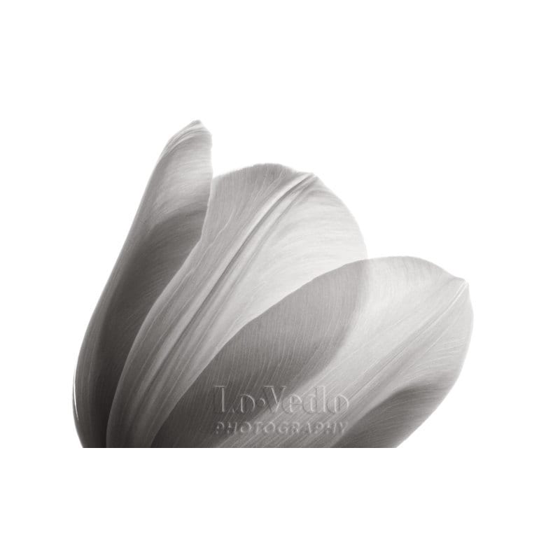 Black and White Photo White Tulip Translucent Petals Home Decor 8x12 Small Print Macro Photography