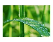 Green Grass Photo Dew Drops Refreshing Emerald Macro Photography 5x7 Small Print Run Barefoot