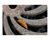 Minimalist Paris Photo Contemplative France Leaf Grate Swirl Curves 12x18 Medium Print Zen Abstract Photography