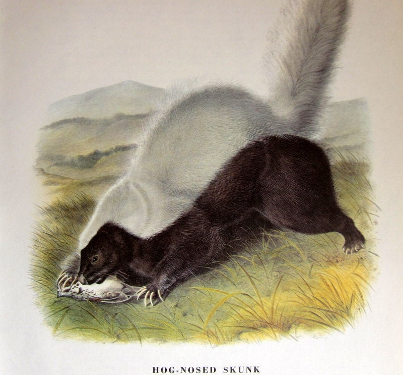 Hog Nosed Skunk