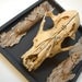 dog's wishes: taxidermy dog skull mount with wishbone