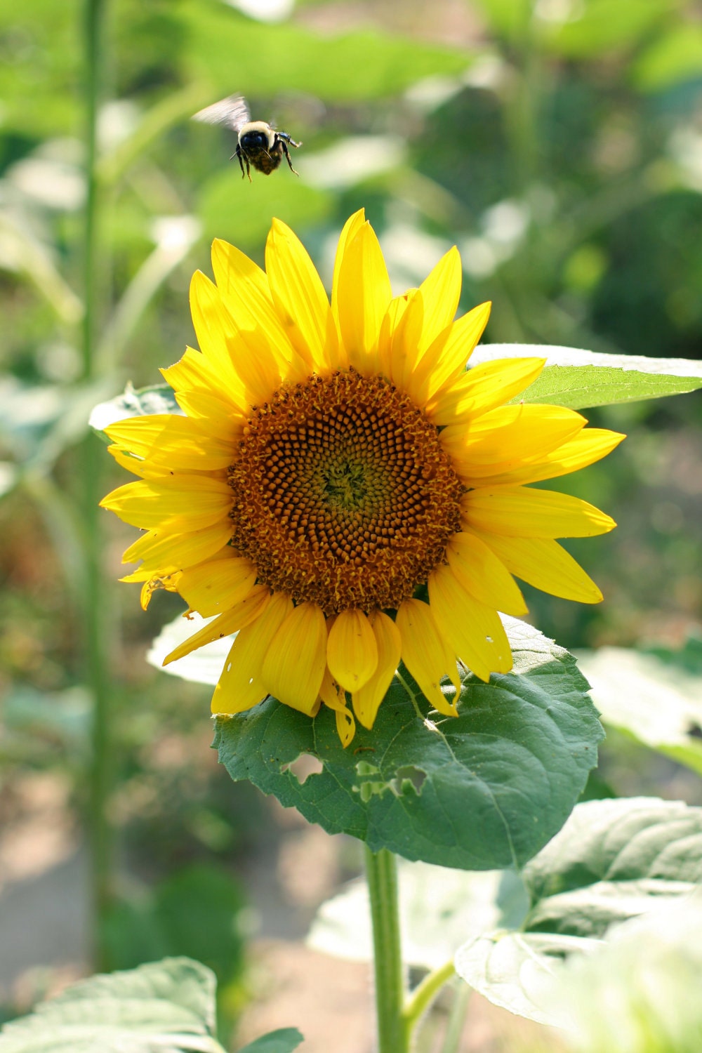 Sunflower Bee - 16 x 24 stretched canvas photo, gallery wrap