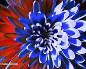 Stylized Flower - 5x7 Matted Photograph